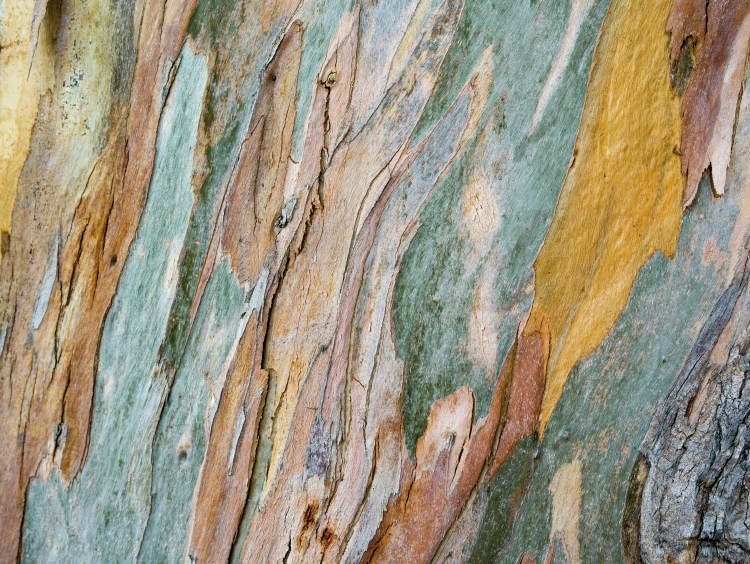 Mural 101096 Rasch