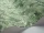 Florencecourt_Image_WaveImage_Item_100-1002.webp