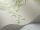 Bamboo_Image_WaveImage_Item_100-5023.webp