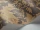 ChineseToile_Image_WaveImage_Item_100-8040.webp