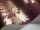 Hovingham_Image_WaveImage_Item_88-2009.webp