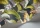 HoopoeLeaves119-1002.webp