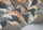 HoopoeLeaves119-1005.webp