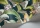 HoopoeLeaves119-1007.webp