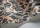 SafariTotem119-2009.webp