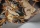 Satara119-3017.webp