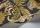 BushBaby119-7031.webp