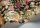 ProteaGarden119-10044.webp