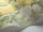 Lilac_Image_WaveImage_Item_115-1003.webp