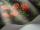 Rose_Image_WaveImage_Item_115-10030.webp