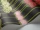 Allium_Image_WaveImage_Item_115-12037.webp