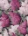 LilacGrandiflora_Image_Flatshot_Item_115-15045.webp