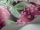 LilacGrandiflora_Image_WaveImage_Item_115-15045.webp