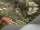 Woodland_Image_WaveImage_Item_115-4011.webp