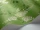 Wisteria_Image_WaveImage_Item_115-5016.webp