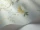Camellia_Image_WaveImage_Item_115-8025.webp