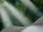 Forest_Image_WaveImage_Item_115-9028.webp