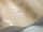 Lily_Image_WaveImage_Item_95-4019.webp