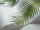 PalmLeaves_Image_WaveImage_Item_66-2010.webp