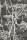 CowParsley_Image_Flatshot_Item_66-7046.jpg