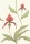 Orchid_Image_Flatshot_Item_95-10054.webp