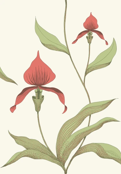 Orchid_Image_Flatshot_Item_95-10054.webp