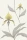 Orchid_Image_Flatshot_Item_95-10057.webp
