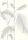 PalmLeaves_Image_Flatshot_Item_95-1008.webp
