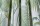 PalmJungle_Image_WaveImage_Item_F111-2007LU.jpg