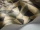 Quartz_Image_WaveImage_Item_107-8038.webp
