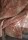 Tkanina Oleander by Colefax and Fowler F4707