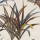 CASAMANCE_42210236.jpg