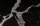 STATUARIOBLACK1_600x.jpg